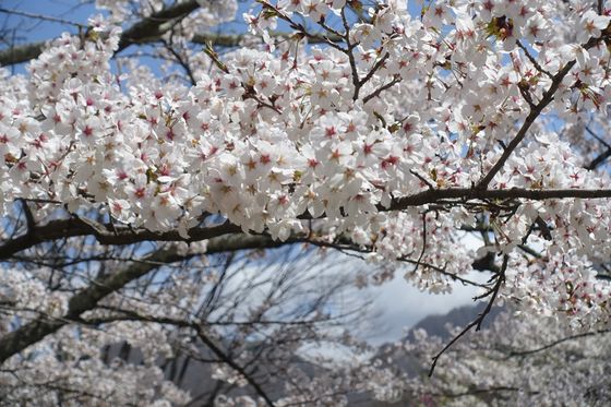 真田氏本城跡 桜 開花状況