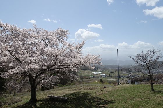 上田 さくら