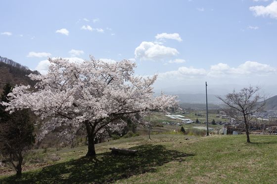真田氏本城跡 桜