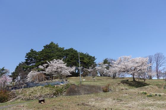 上田市 桜