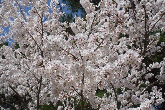 上田市 花見