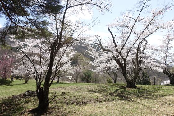 真田町 花見
