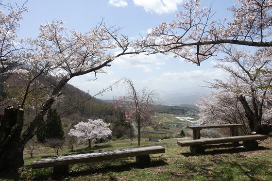 桜 上田